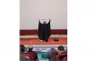 نمایش